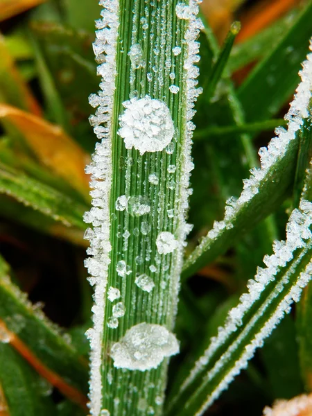 Bevroren regen druppel op gras — Stockfoto