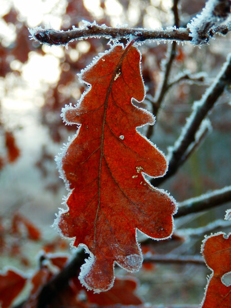 Frozen oak tree leafs