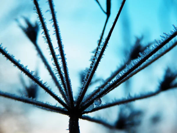 Детальная фотография замороженного цветка — стоковое фото