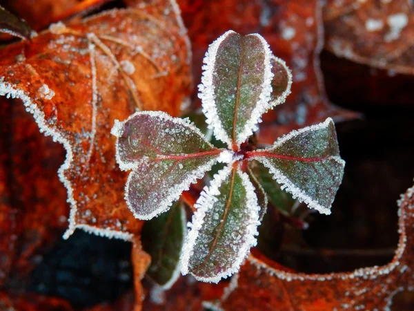 Frozen four leaf clover — Stock Photo, Image