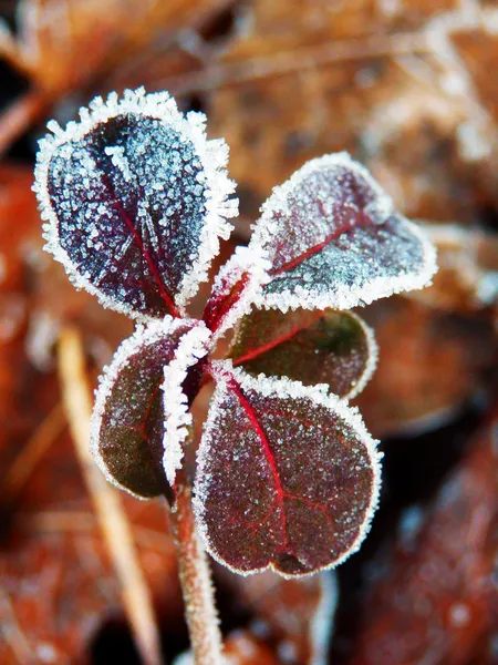 Frozen four leaf clover — Stock Photo, Image