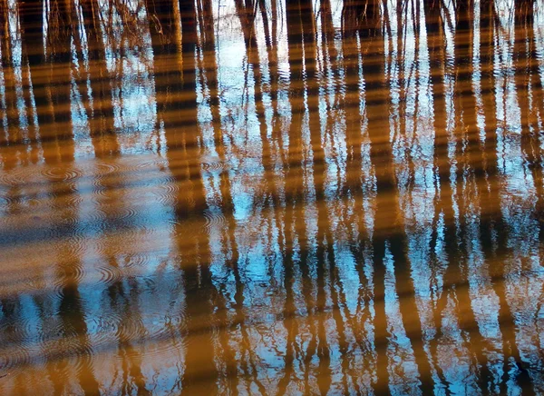 Drzewa refleksji nad wodą — Zdjęcie stockowe
