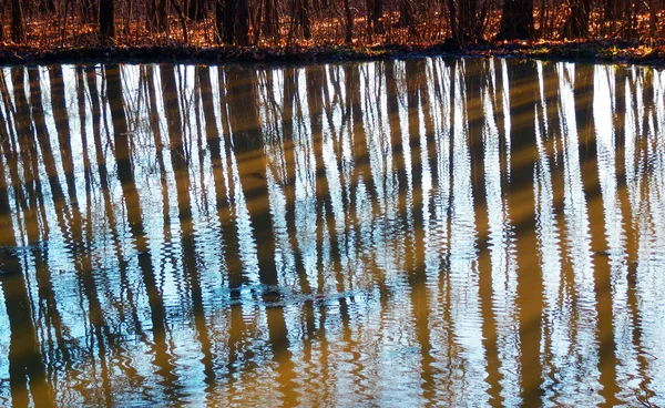 Bäume spiegeln sich im Wasser — Stockfoto