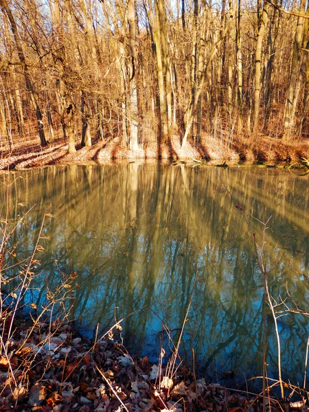 Drzewa refleksji nad wodą — Zdjęcie stockowe