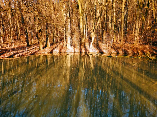 Réflexion des arbres sur l'eau — Photo