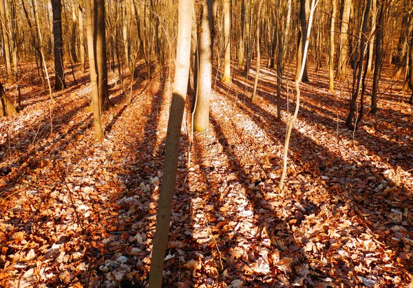 Осенний лес с деревьями в тени — стоковое фото