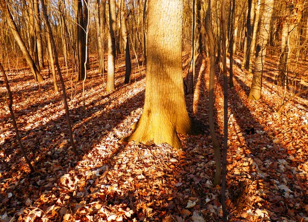 Осенний лес с деревьями в тени — стоковое фото