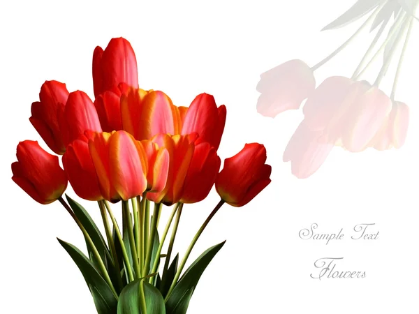 Karta s červenými tulipány — Stock fotografie