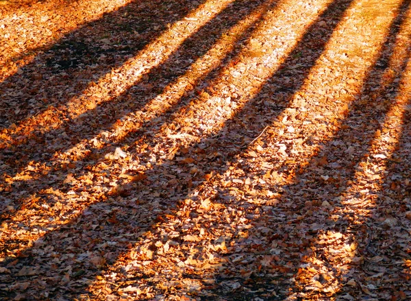 Autumn forest with trees shadows — Stock Photo, Image