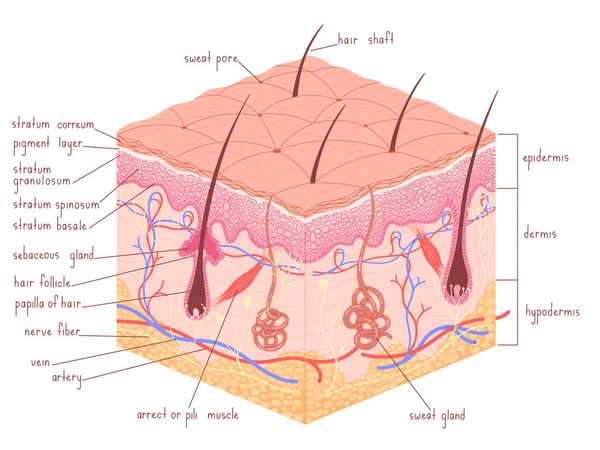 Epidermide anatomia della pelle umana con illustrazione vettoriale medico follicolo pilifero. — Vettoriale Stock