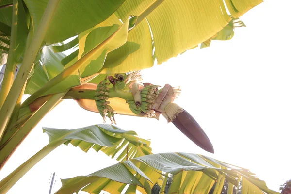 Banana blossom in morning. — Stock Photo, Image