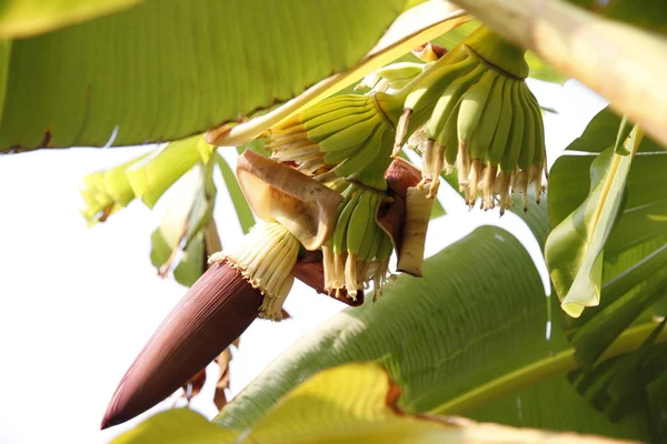 Banánový květ ráno. — Stock fotografie
