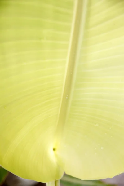 Банановый лист увидеть высокий вид . — стоковое фото