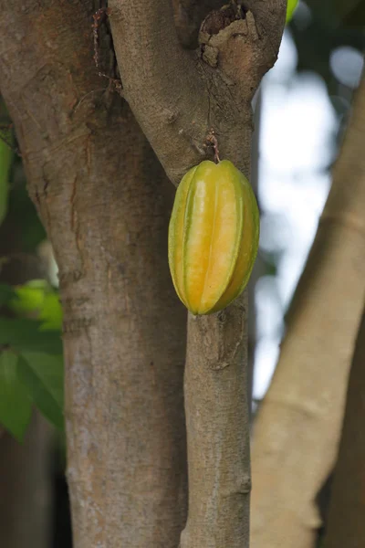 Carambola or starfruit is the fruit in Thailand — Stock Photo, Image