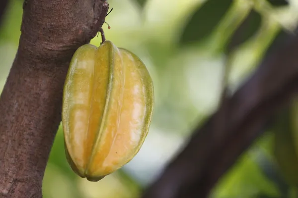 Carambola o fruta de la estrella es la fruta en Tailandia —  Fotos de Stock