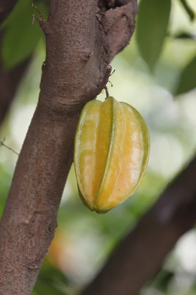 Carambola eller starfruit är frukten i thailand — Stockfoto