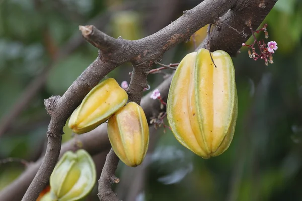 Carambola eller starfruit är frukten i thailand — Stockfoto