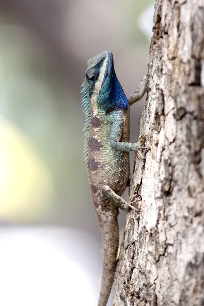 Enfoque un camaleón en el árbol . —  Fotos de Stock