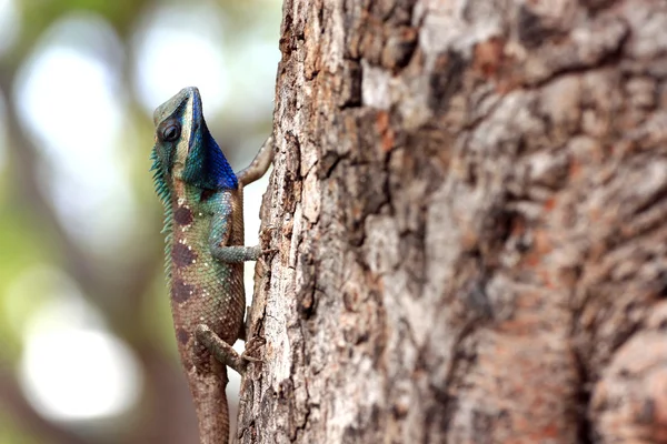 Зосередитися на дерево хамелеона. — стокове фото