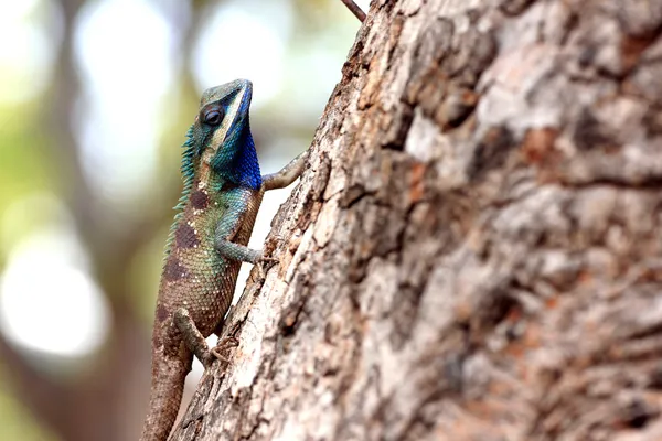 Kameleon poświęcone drzewo. — Zdjęcie stockowe