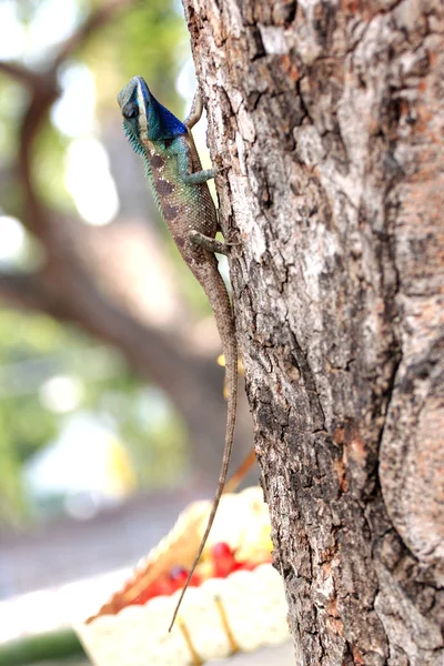 Enfoque un camaleón en el árbol . — Foto de Stock