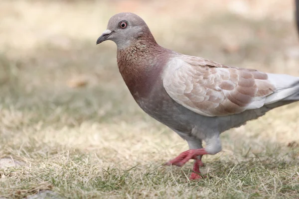 Focus Le Pigeon blanc des oiseaux . — Photo