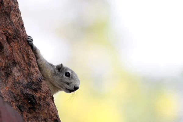 Os esquilos na árvore é Esconder o rosto visto . — Fotografia de Stock