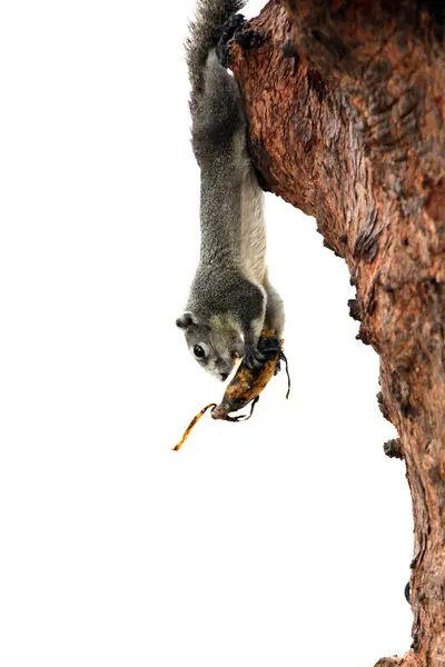 Os esquilos no parque, ele comendo alimentos . — Fotografia de Stock