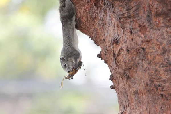 Os esquilos no parque, ele comendo alimentos . — Fotografia de Stock