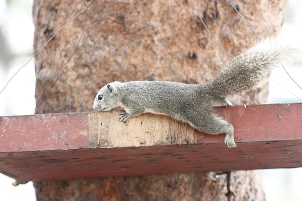 Os esquilos no parque, ele comendo alimentos . — Fotografia de Stock