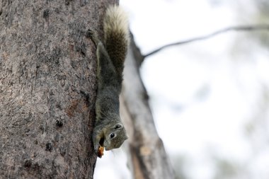 Sincaplar parkta, bu gıdalar yeme.