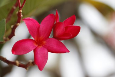 ağaç üzerinde kırmızı frangipani çiçek.