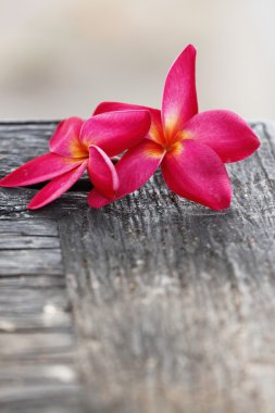 yaşlı ağaçların üzerinde kırmızı frangipani çiçek.