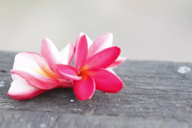 yaşlı ağaçların üzerinde kırmızı frangipani çiçek.