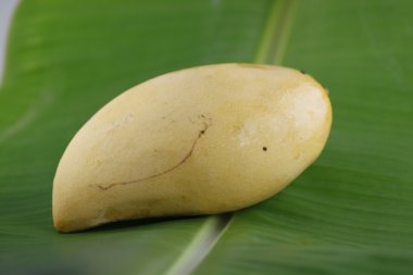 Sarı olgun mango olduğunu.