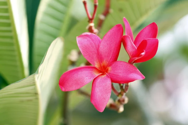 Röd frangipani blomma på träd. — Stockfoto