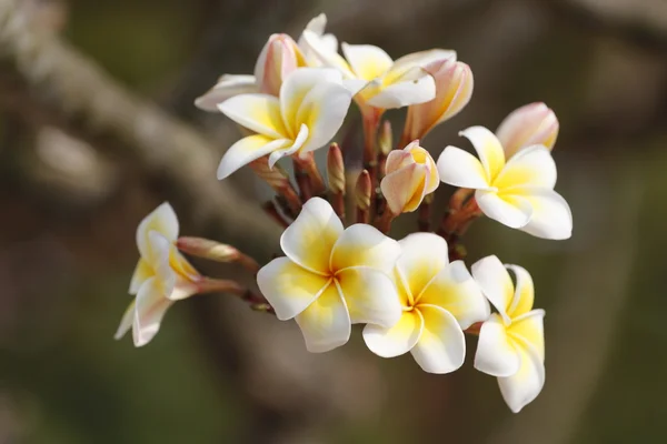 Vita och gula frangipani blomma på träd. — Stockfoto