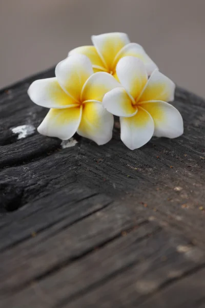 旧の林に白と黄色のプルメリアの花. — ストック写真