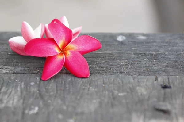 Rote Frangipani-Blume auf alten Wäldern. — Stockfoto