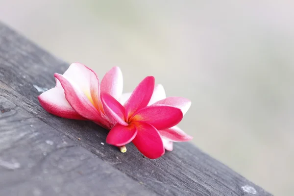 Fleur Frangipani rouge sur vieux bois . — Photo