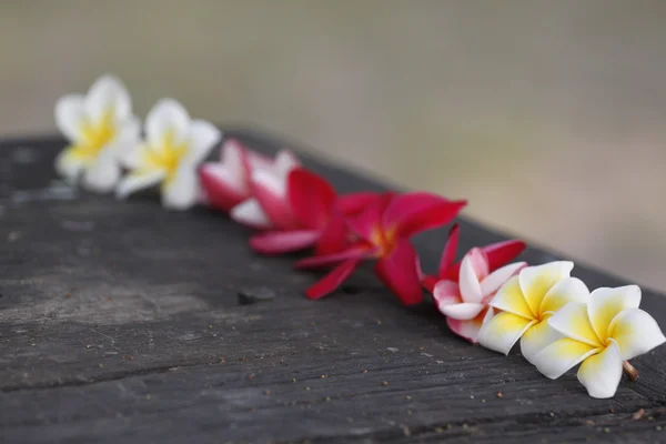 In a row Red Frangipani Flower on old woods. — Stock Photo, Image