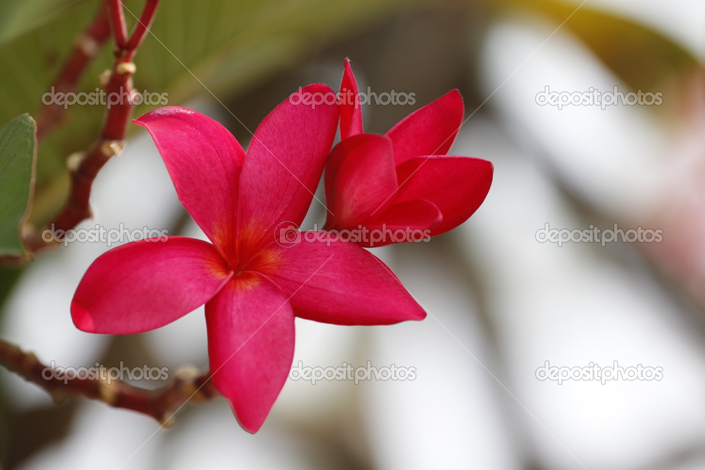 Red Frangipani Flower on tree.