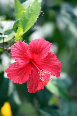 kırmızı amber çiçeği.