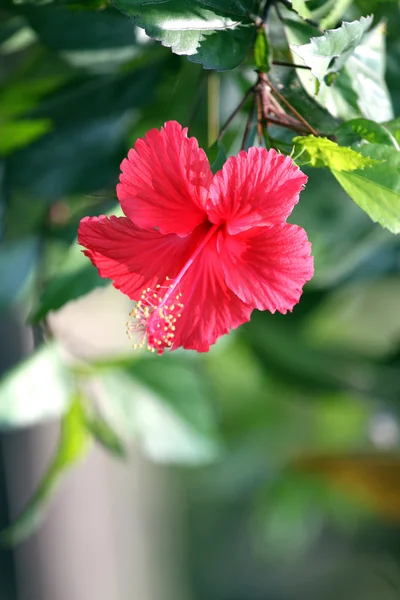 Red hibiscus flower. — Stock Photo, Image