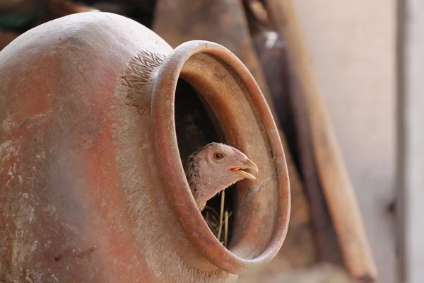 Kippen ontspannen in de pot. — Stockfoto