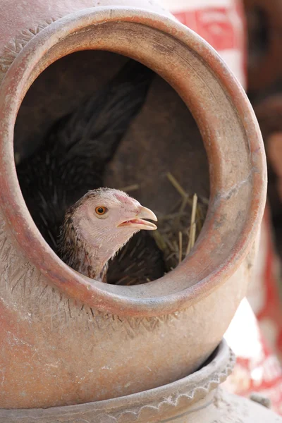 I polli si rilassano nel vaso . — Foto Stock