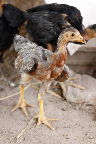 Kycklingar födosök bredvid coop. — Stockfoto