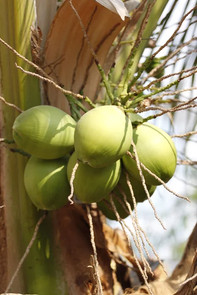 Mladý kokos. — Stock fotografie
