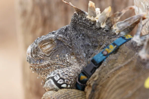 Iguana está descansando . — Foto de Stock