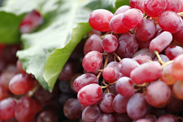 Cachos de uvas vermelhas . — Fotografia de Stock